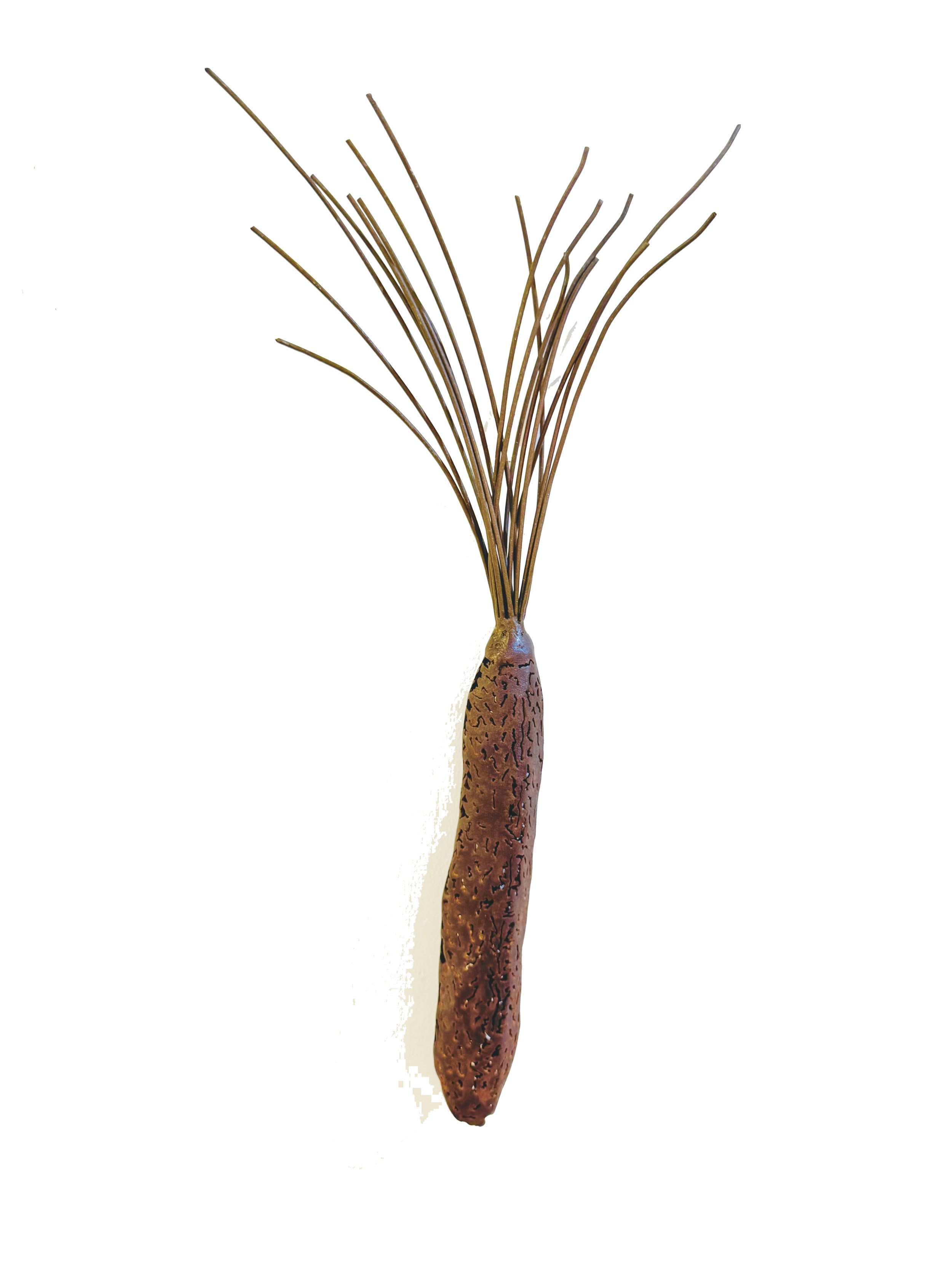 GRASS SEED #2, Mild & galvanised steel, 60 x 20cm by Warren Pickering $125