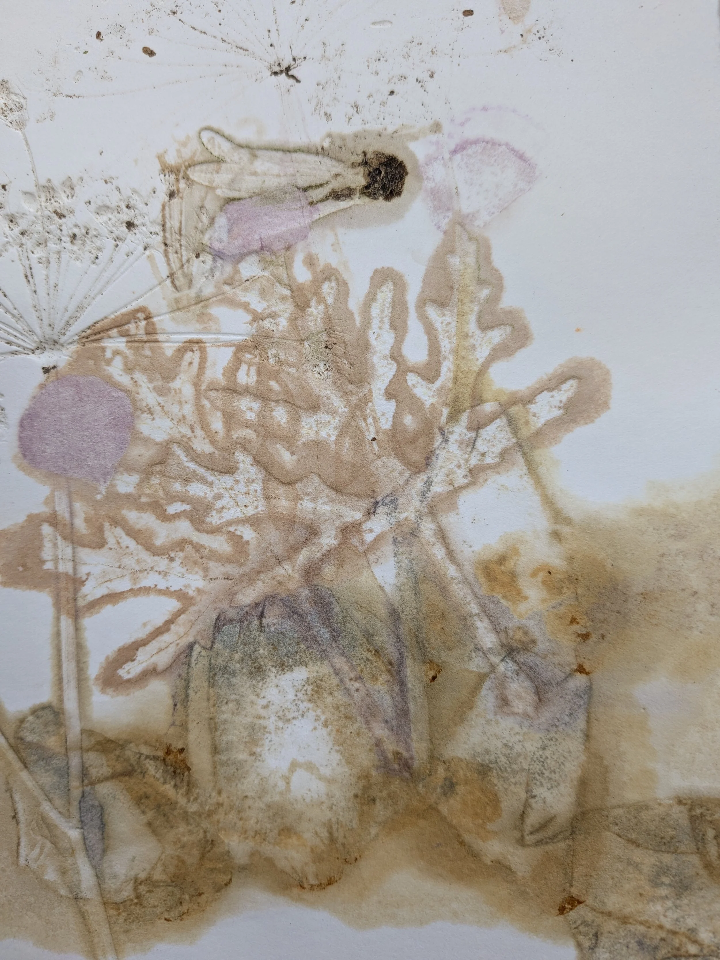  SMALL FORAGE SERIES, 3    Monotype on 300gsm paper   17x11cm  Elizabeth Abbott  $150