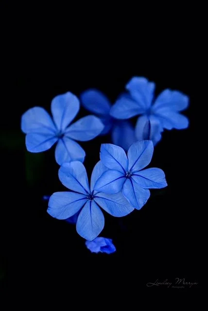  SILKY BLUE   Photographic print   Lindsey Merryn 
