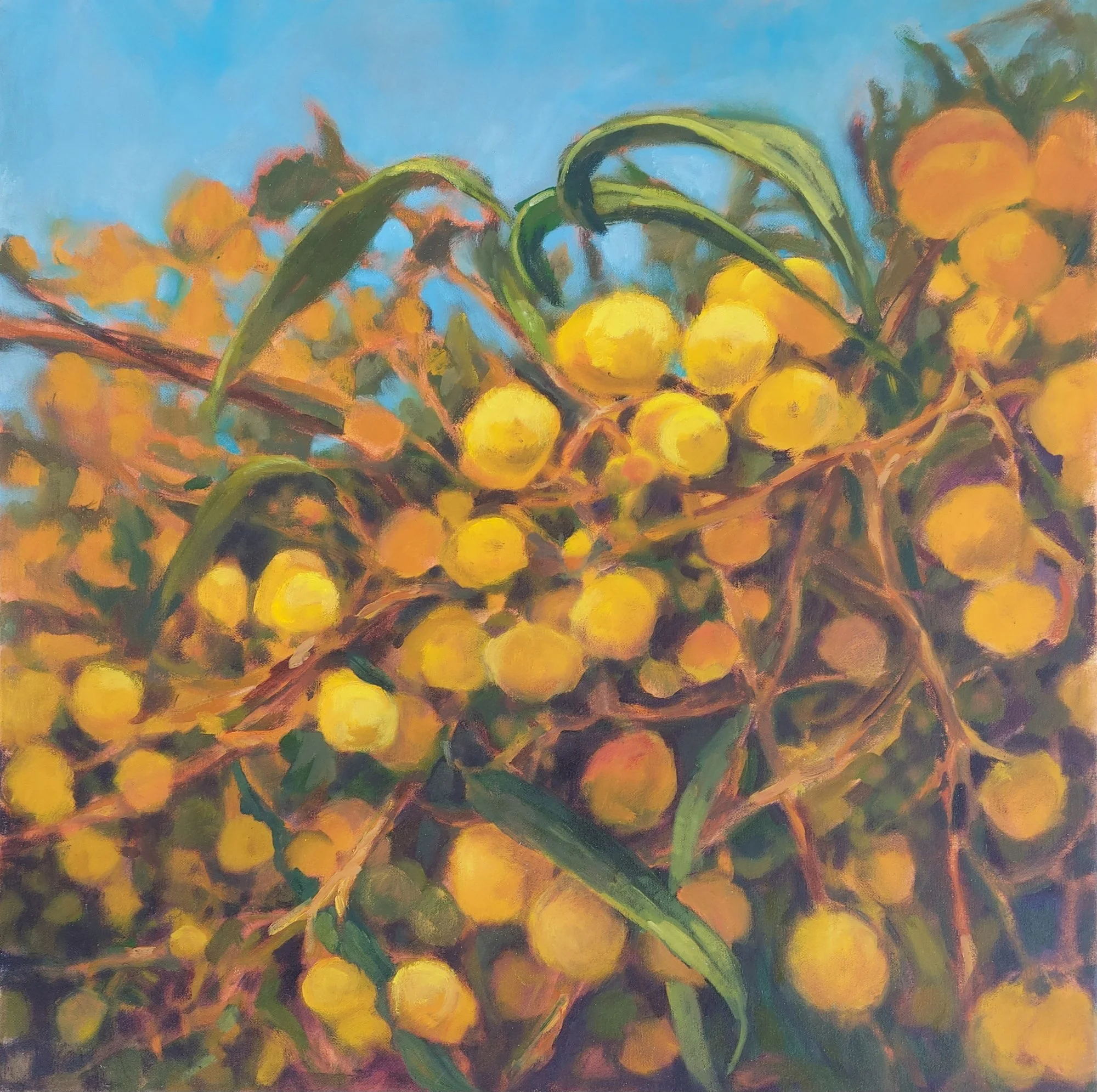 WATTLE oil on canvas in oak frame, 30x30cm, Bernadette Woodward, $350