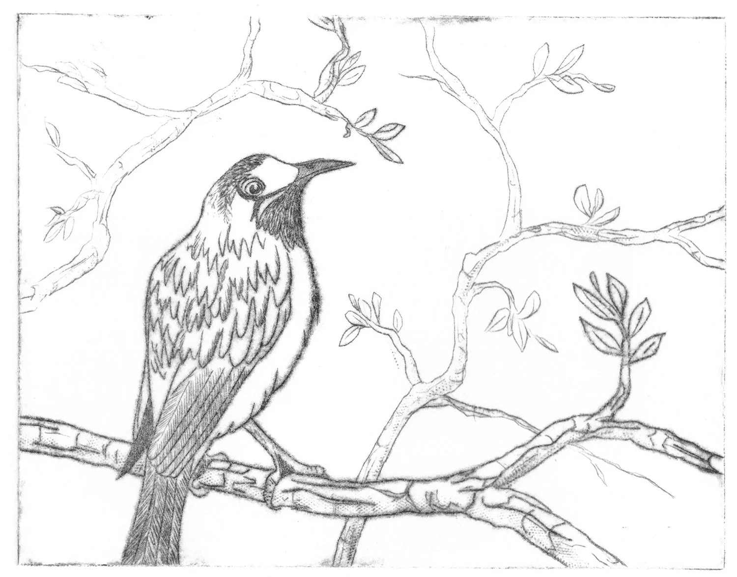 WHITE FRONTED HONEYEATER