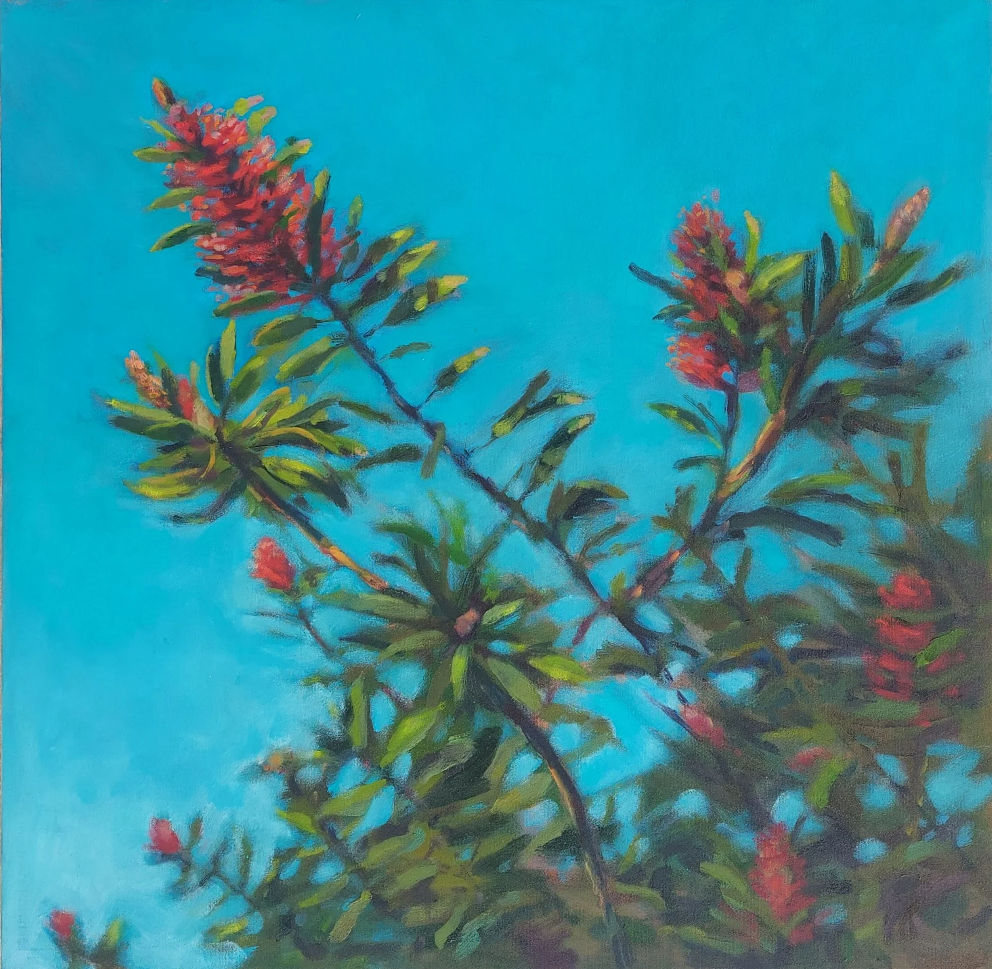 BOTTLEBRUSH oil on canvas in oak frame, 60x60cm, Bernadette Woodward, $550
