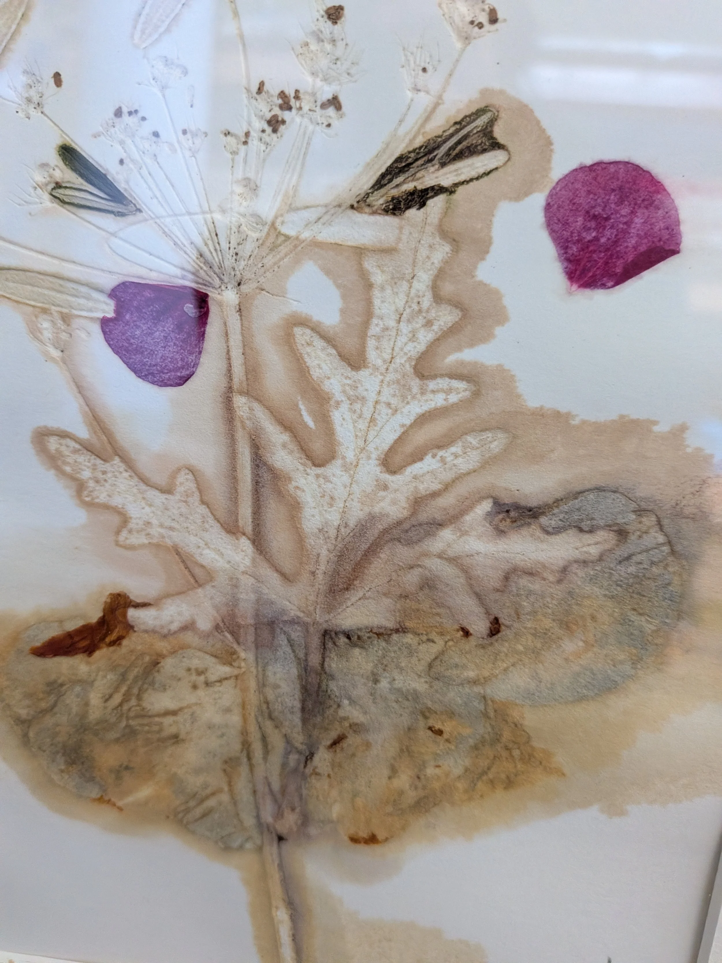  SMALL FORAGE SERIES, 1    Monotype on 300gsm paper   17x11cm  Elizabeth Abbott  $150