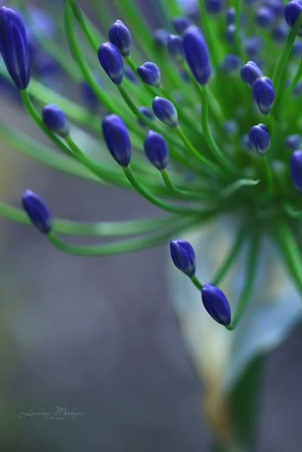  BUD BOUQUET   Photographic print   Lindsey Merryn 
