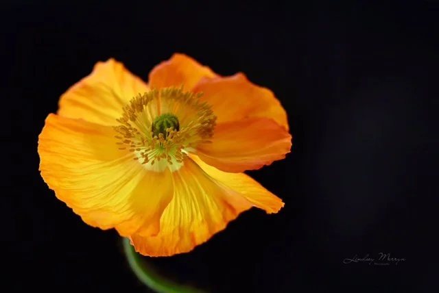  RENEWAL   Photographic print   Lindsey Merryn 
