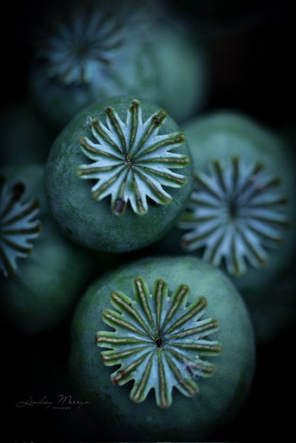  POPPY PODS   Photographic print   Lindsey Merryn 