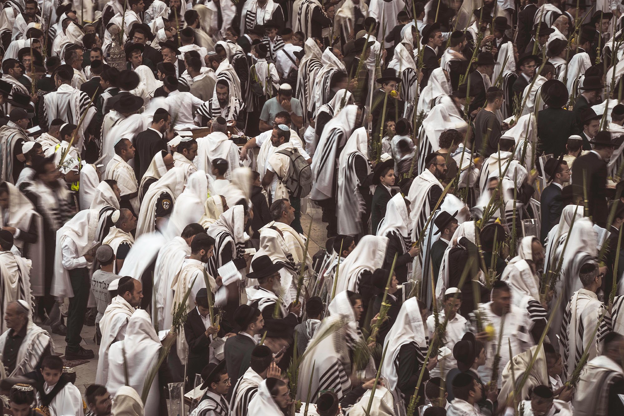 THE 4 SPECIES(Orthodox Jewish worshippers at the Western Wall holding the 4 species of Sukkot - palm frond, myrtle bough, willow branch and citron) Pigment print on cotton rag 60 x 90cm Steve Trutwin Framed $950 Unframed $750