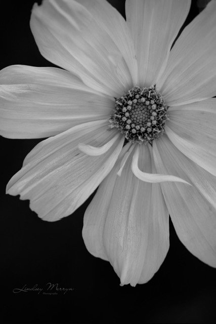  GRACE   Photographic print   Lindsey Merryn 