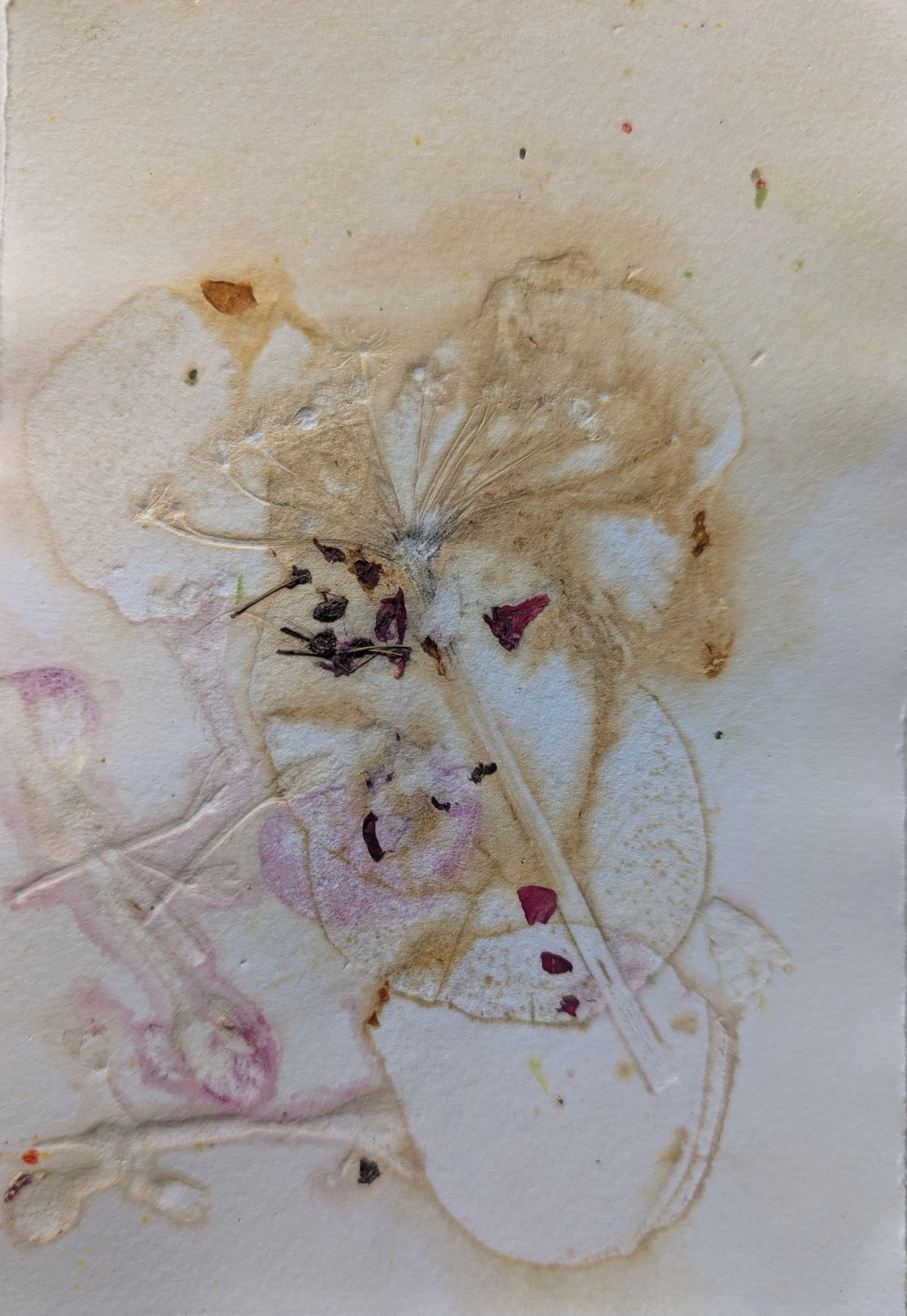  SMALL FORAGE SERIES, 4    Monotype on 300gsm paper   17x11cm  Elizabeth Abbott  $150