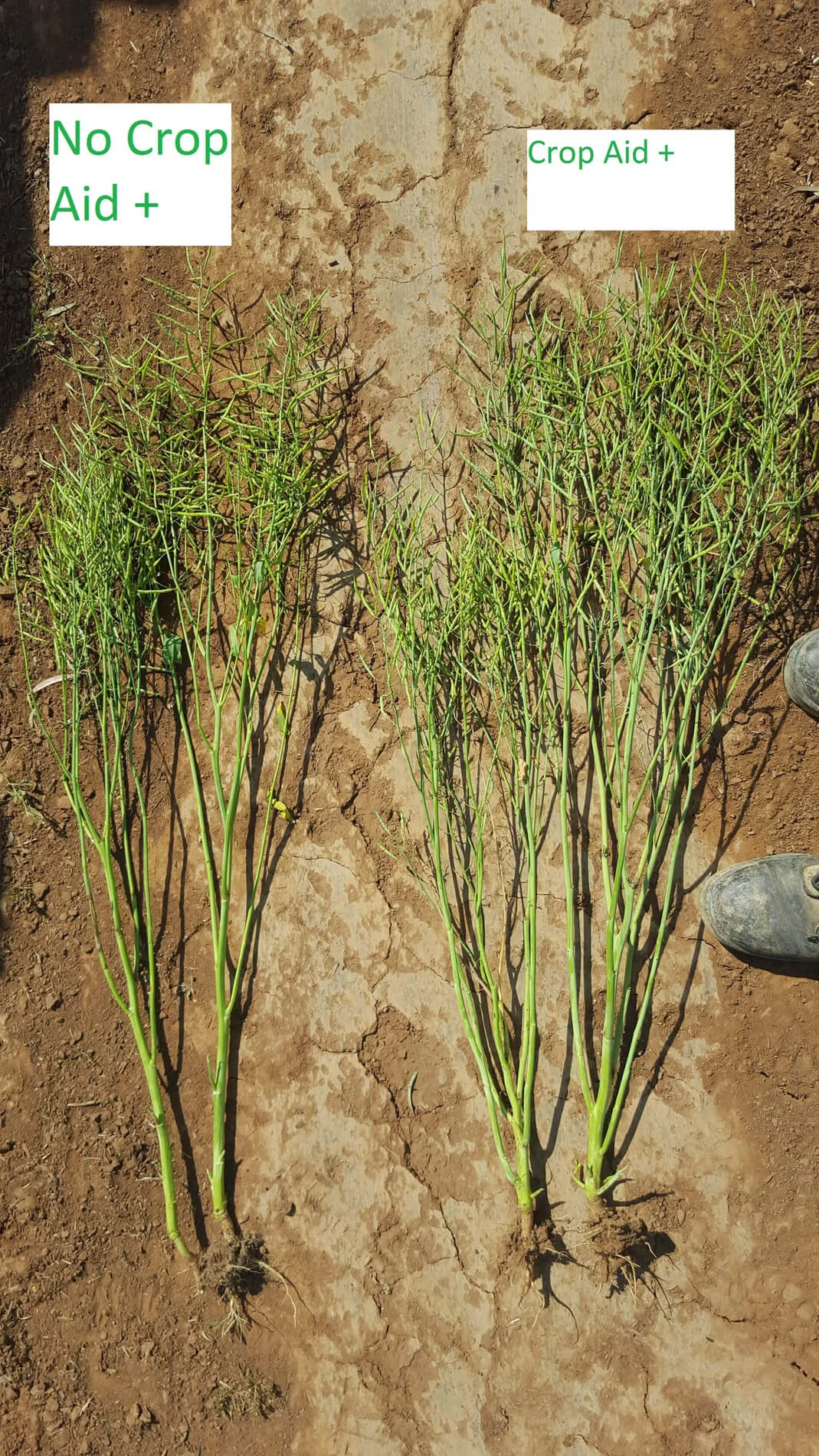 Crop Aid Nutrition Ltd.