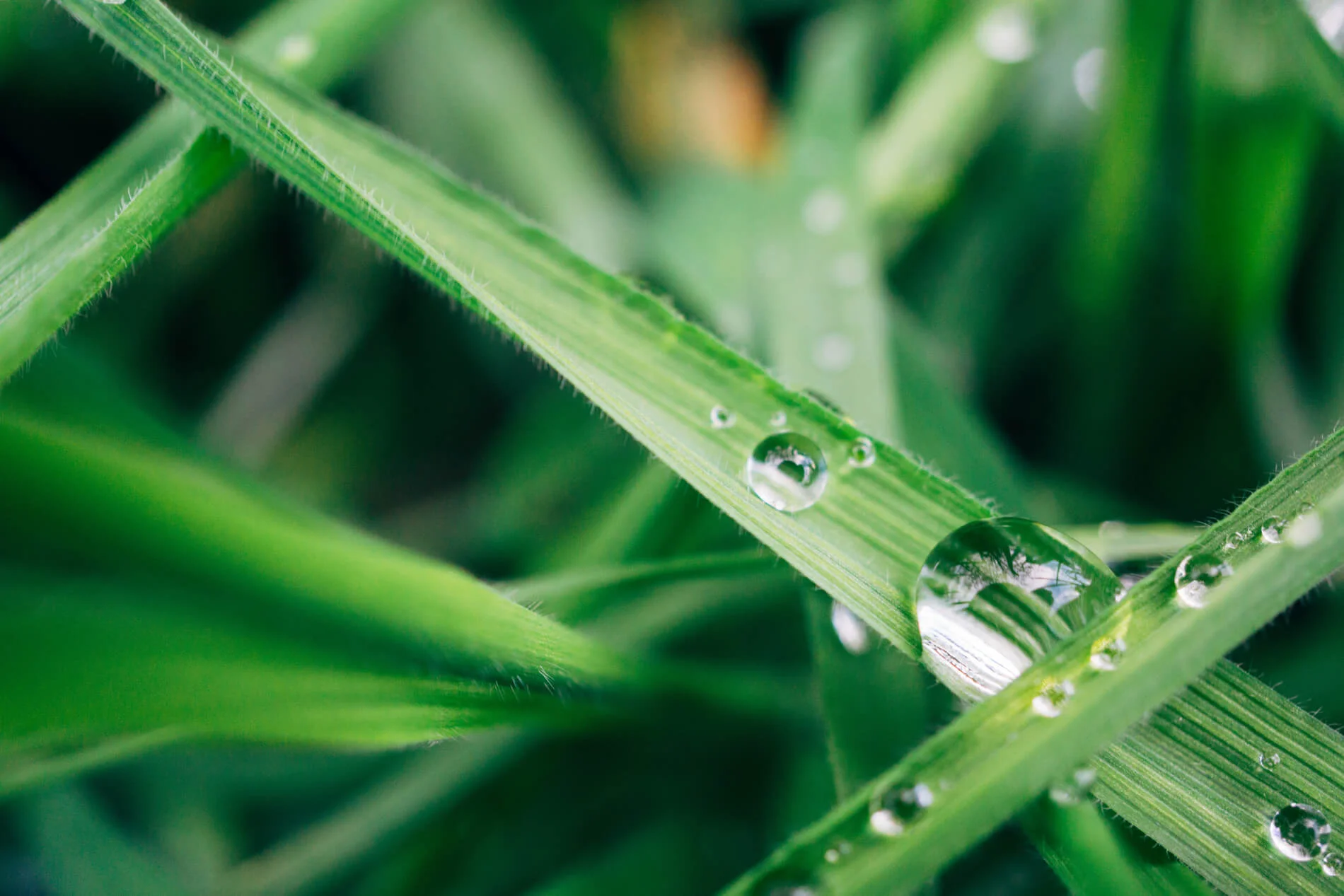 Crop Aid Nutrition Ltd.