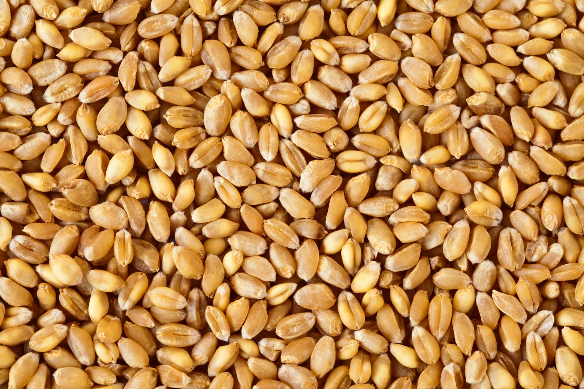 Crop Aid Seed Crop Aid Seed PluS Crop Aid Nutrition Ltd.