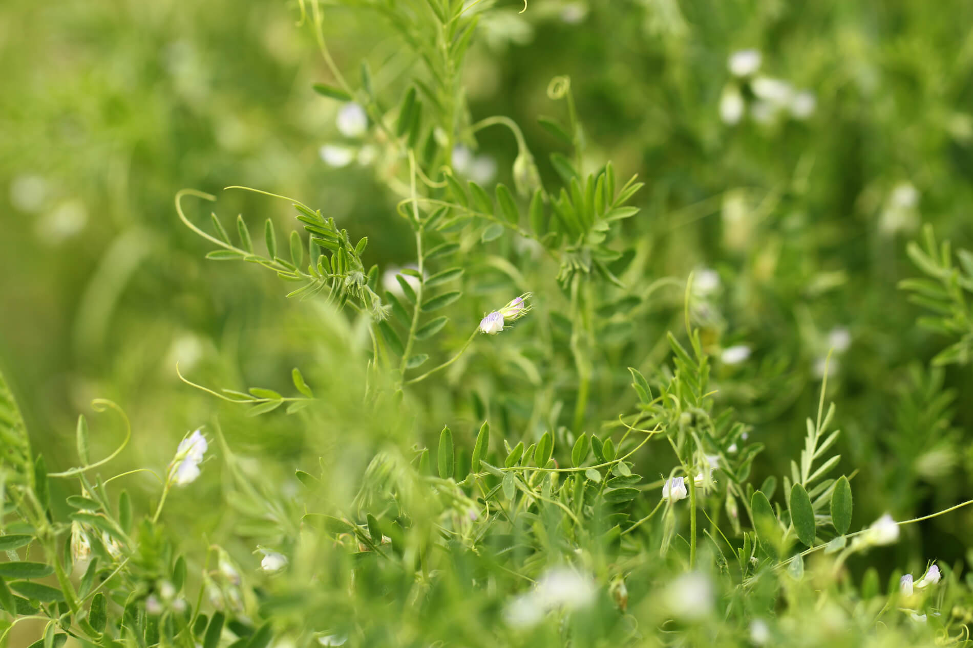 Crop Aid Foliar Fertilizers Crop Aid Nutrition Ltd.