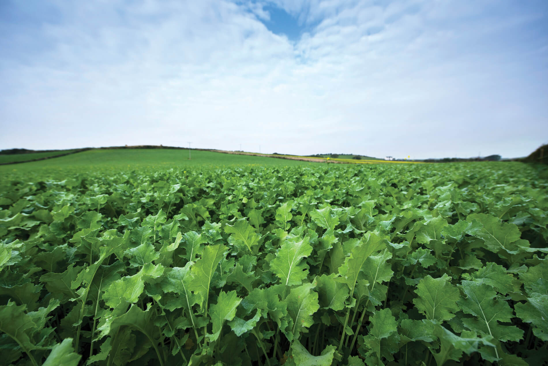 Crop Aid Foliar Fertilizers Crop Aid Nutrition Ltd.