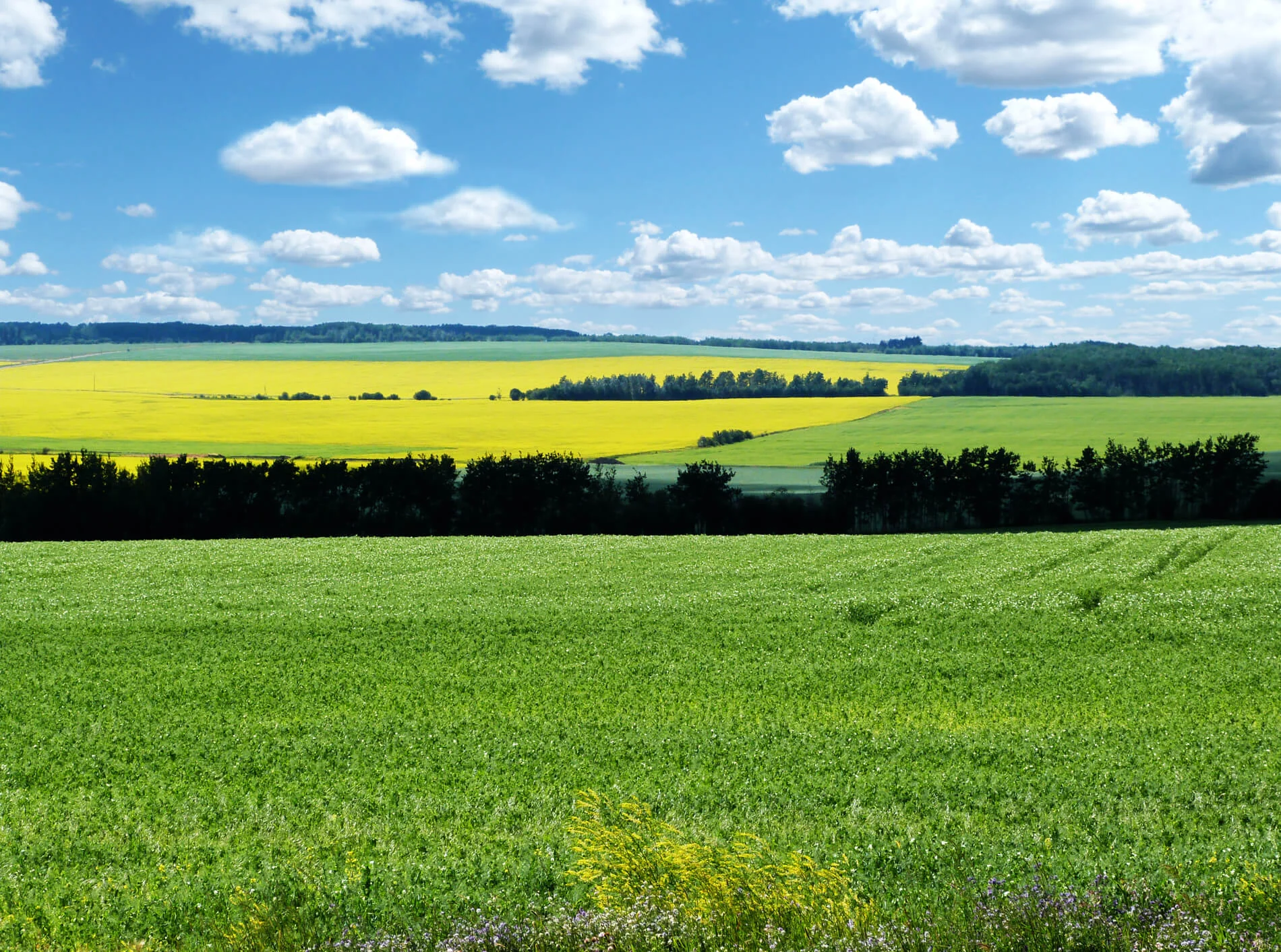 Micronutrients Crop Aid Nutrition Ltd.