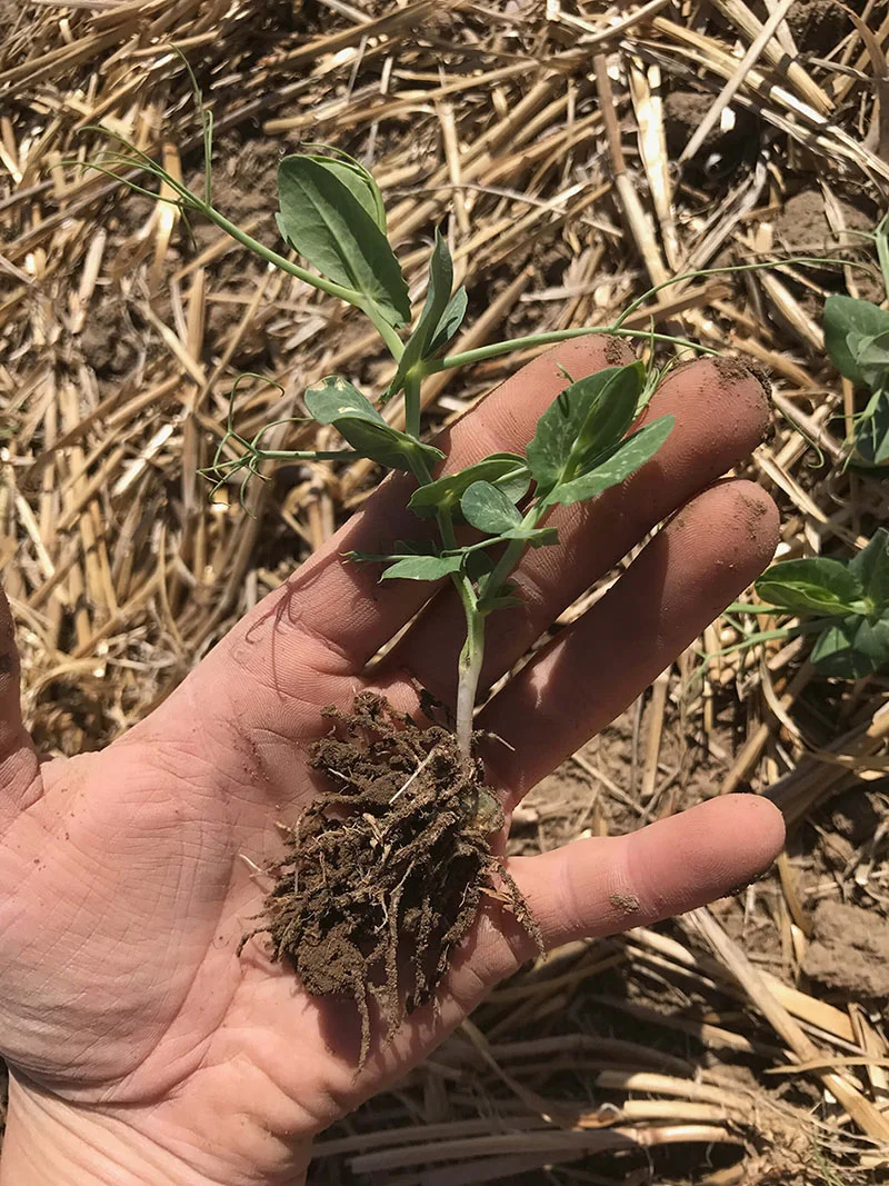 Crop Aid Seed Crop Aid Seed PluS Crop Aid Nutrition Ltd.