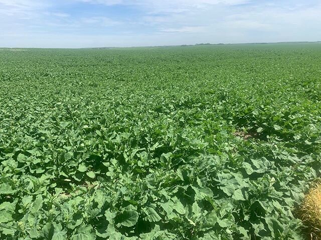 Check out this canola NW of Waldheim, SK!

First application of Crop Aid Plus in pre burn. Second application of Crop Aid Plus and an application of Crop Aid React 4-3-6-10 in crop with herbicide. 
#westcdnag #canola #cropaid