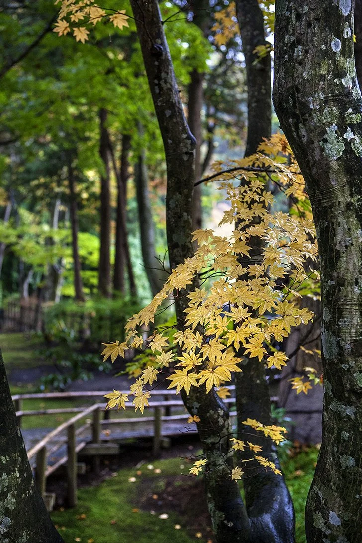_MG_9879.jpg