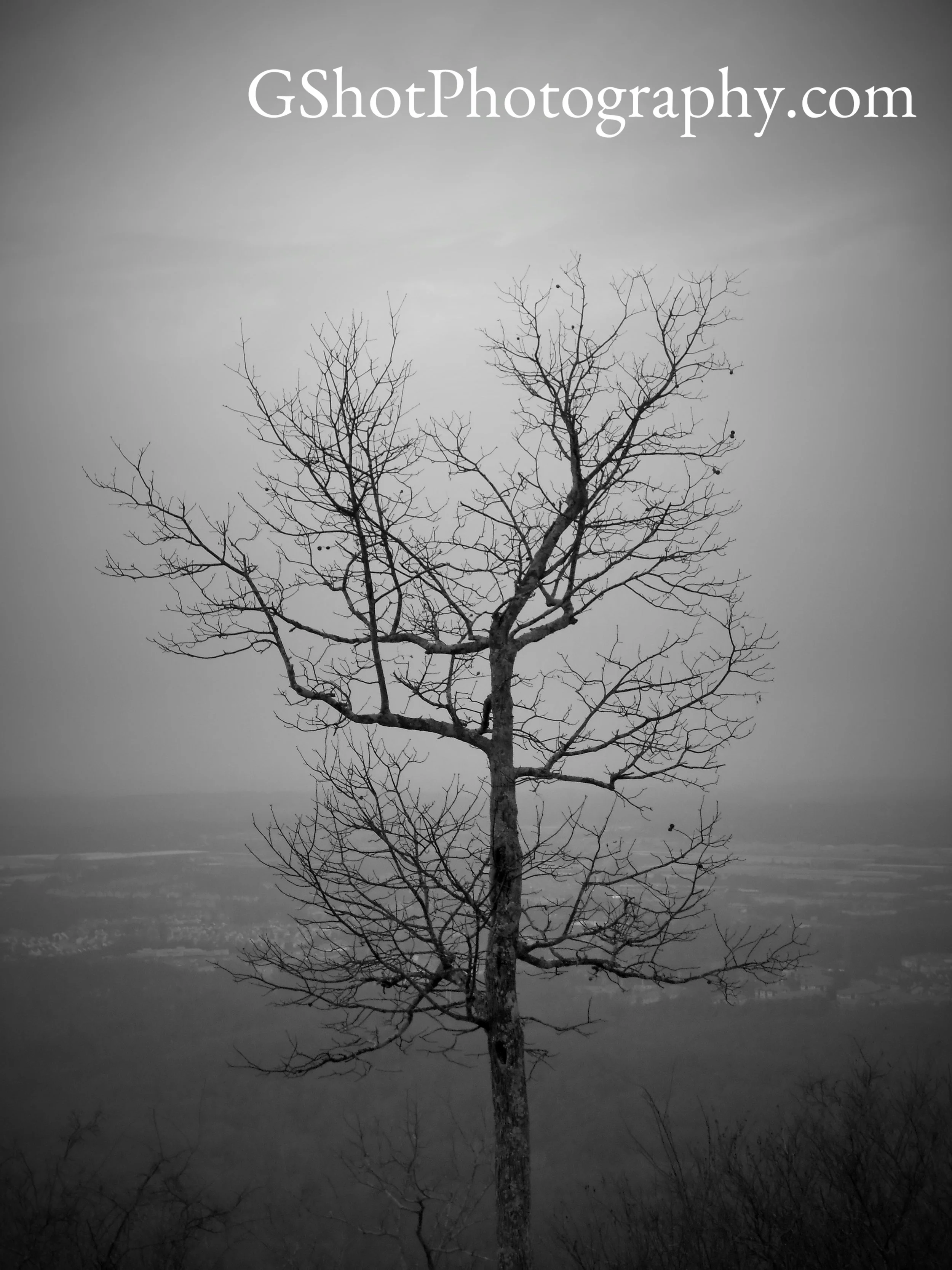 Ghost Tree