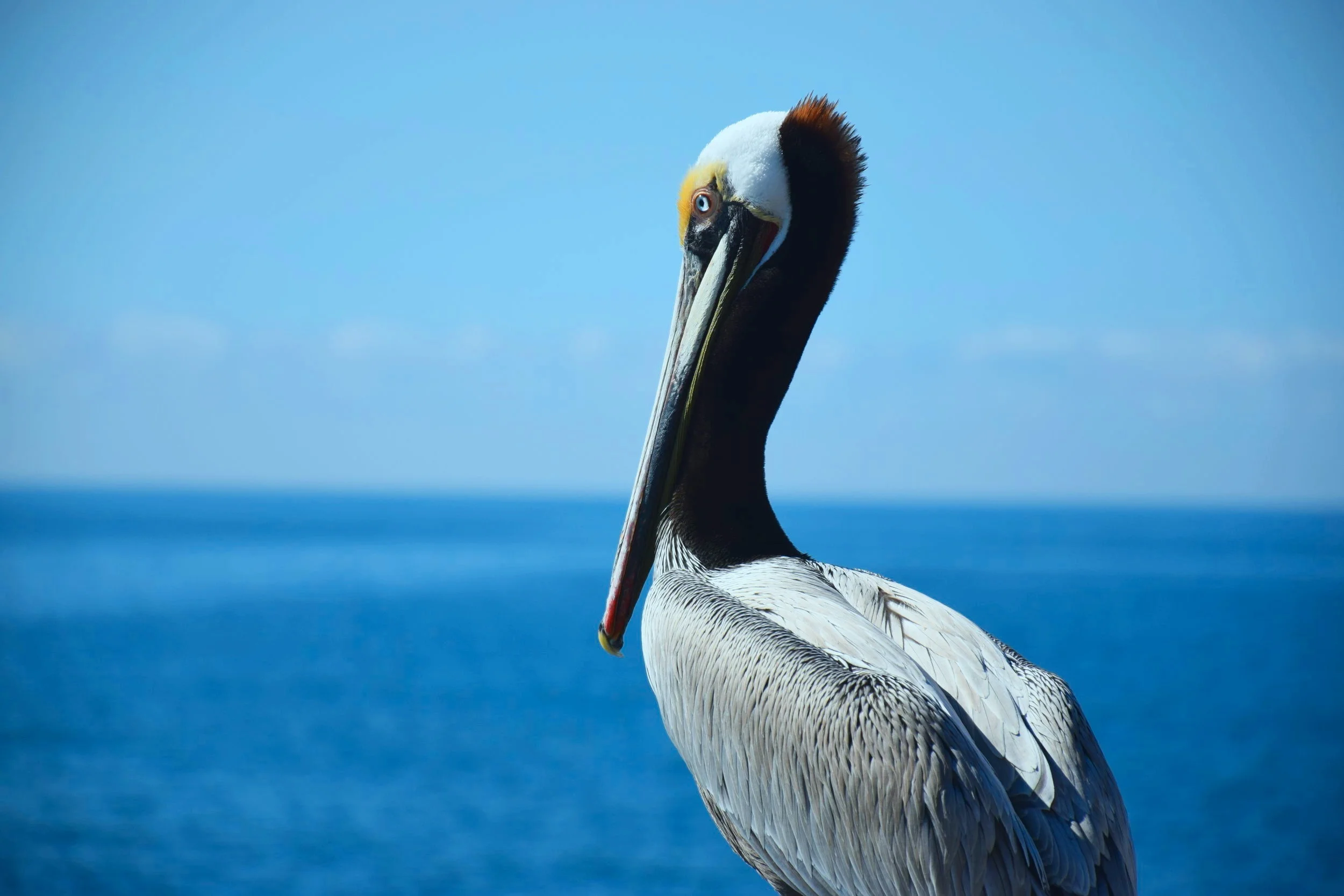 Huge Beach Bird