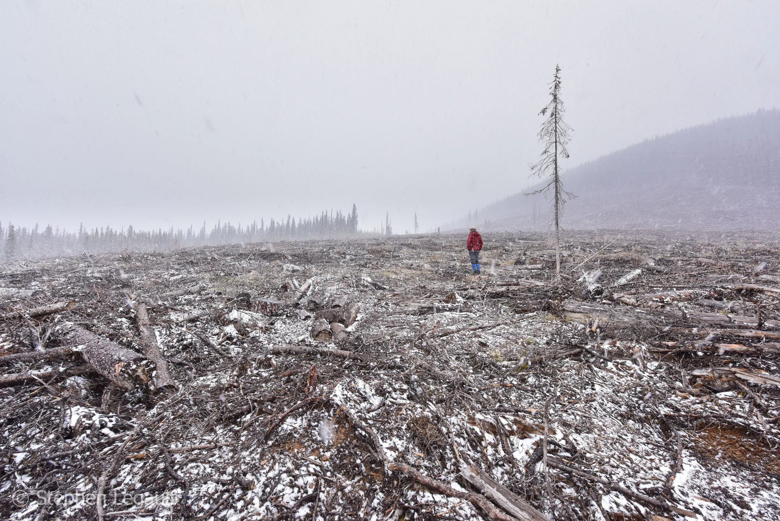 Recent logging below the Plateau Mountain Ecological Reserve in the Cataract Creek area of the Highwood River drainage.