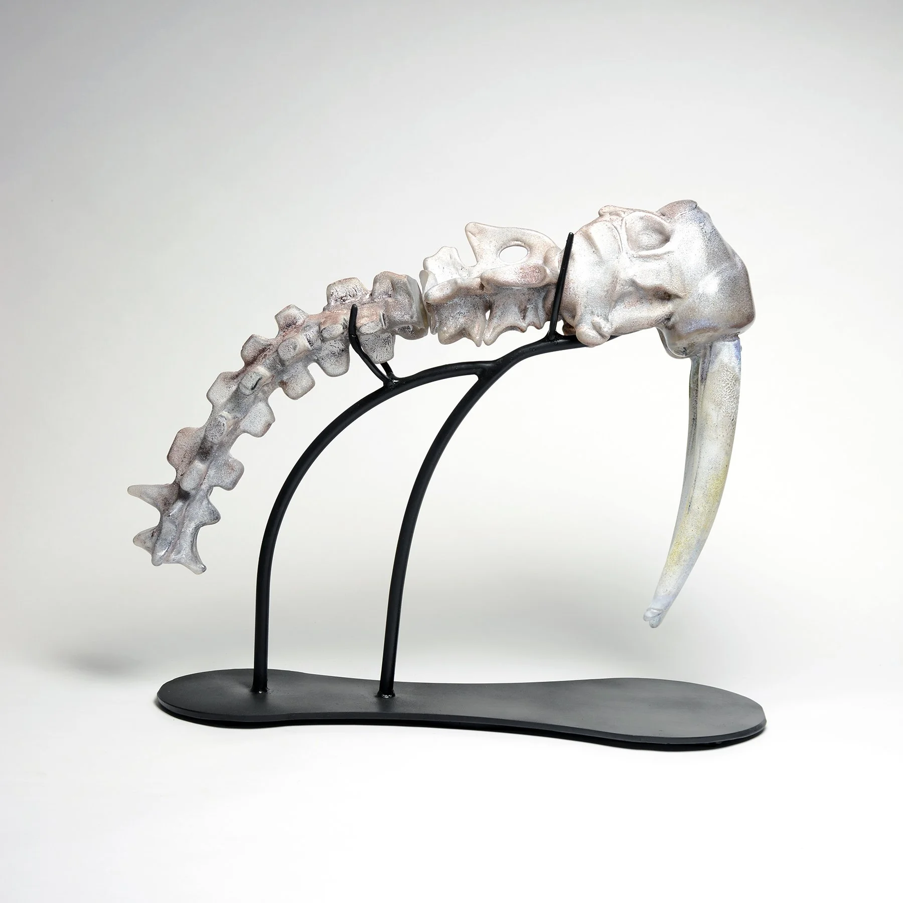 Cia Walrus Bones2.jpg