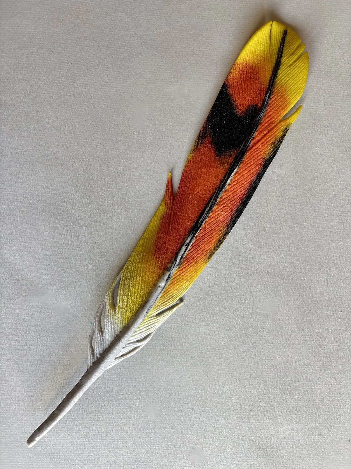 Amazon Parrot red-yellow-black.web.jpg