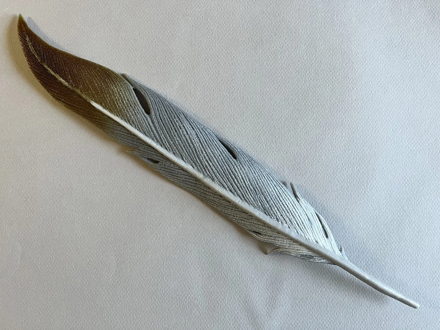 Large Sandhill Crane feather.web.jpg