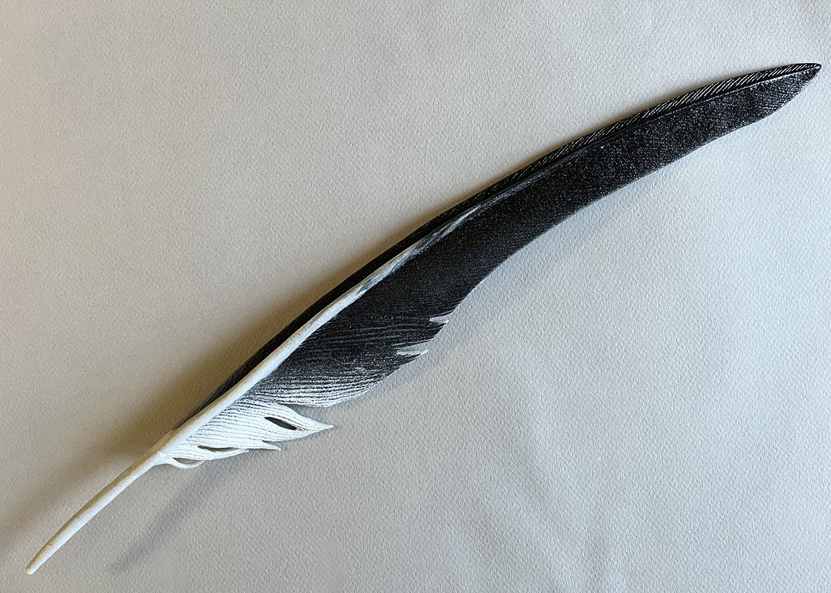 American White Pelican feather.web.jpg