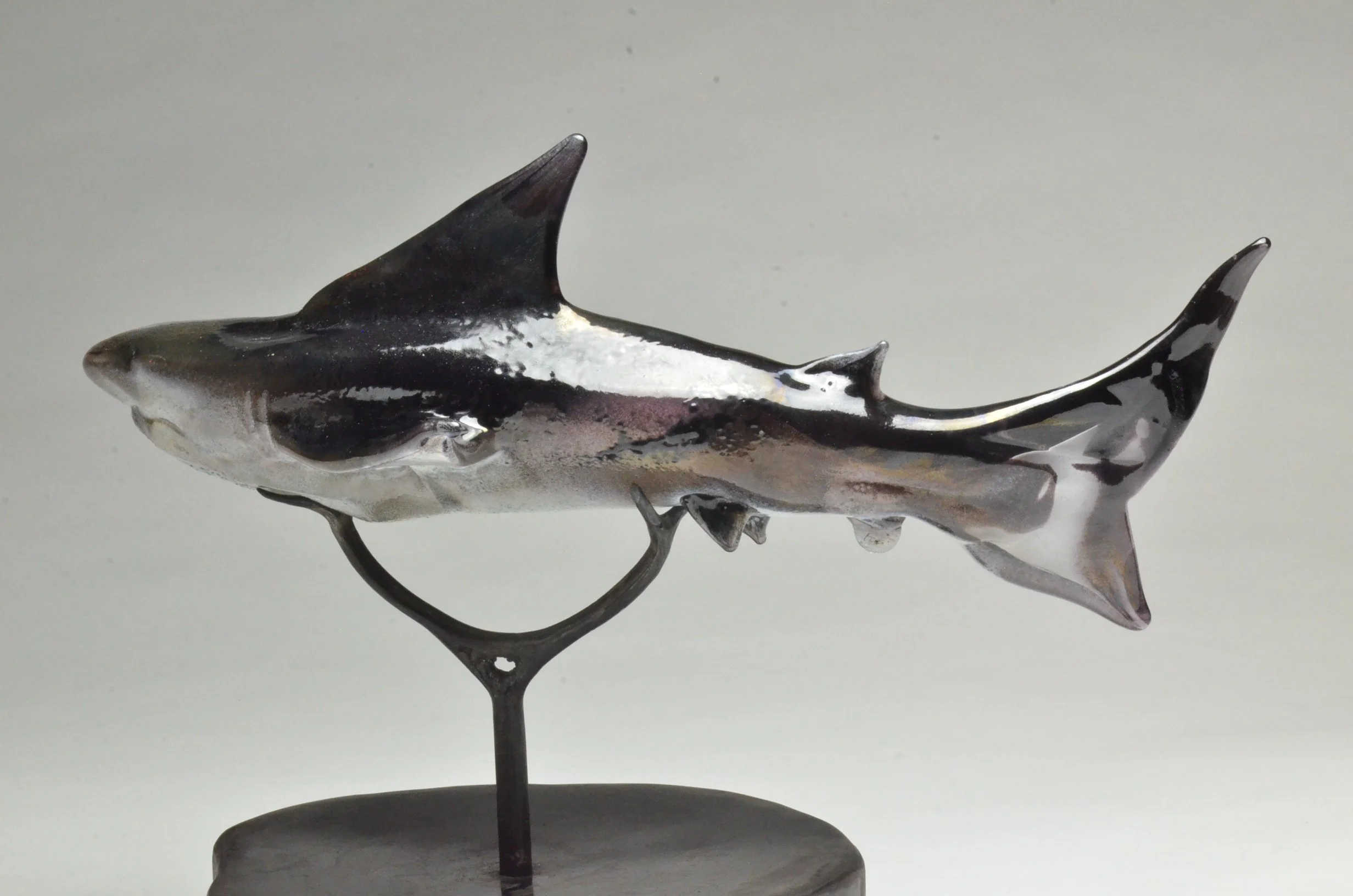 Bull Shark -19"Lx10"Wx14"H -3.JPG