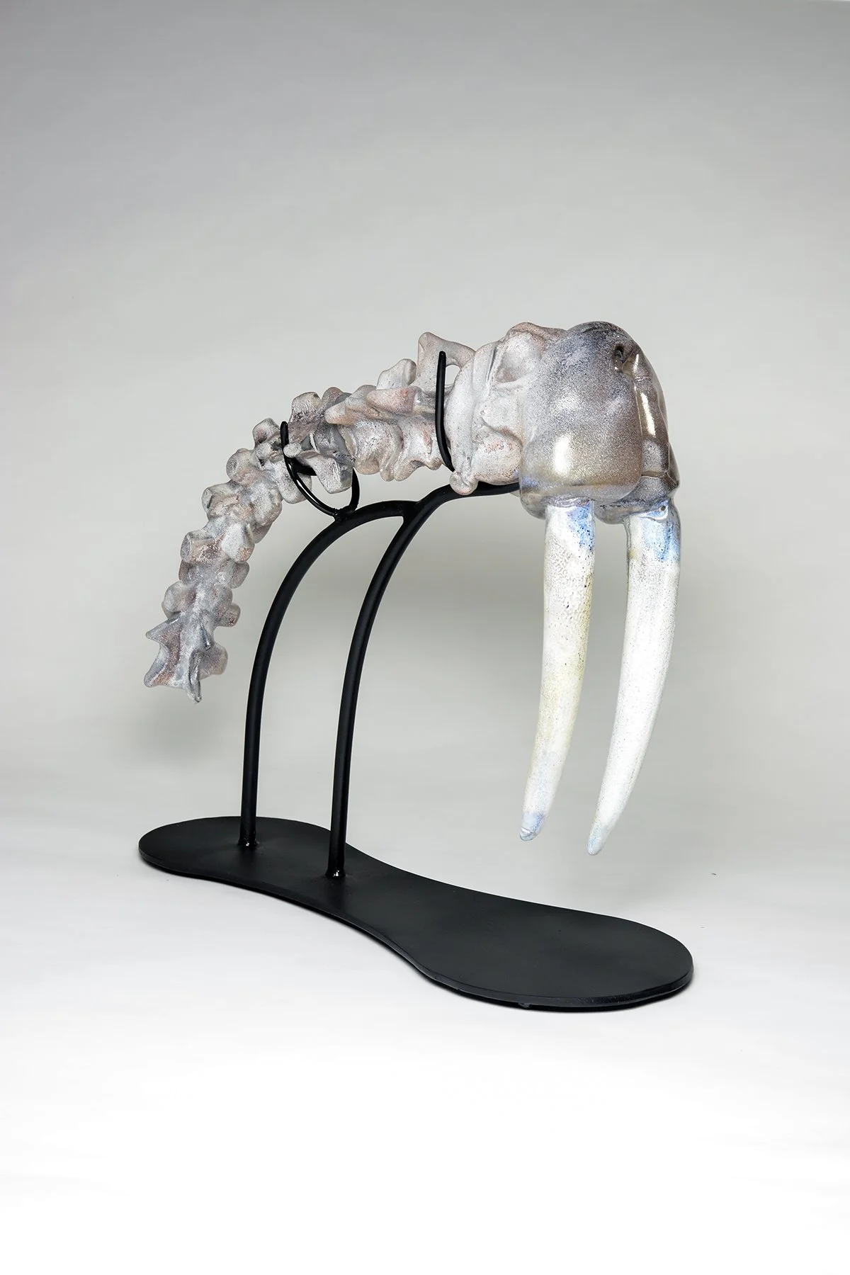 Walrus Skeletal Study 2