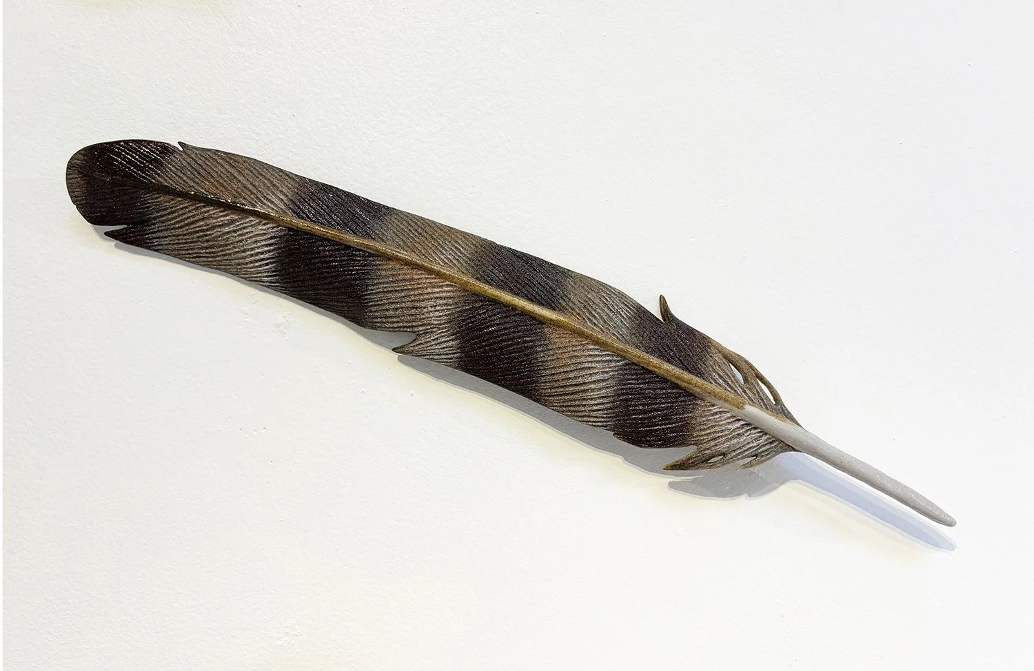Sharp-shinned Hawk Feather