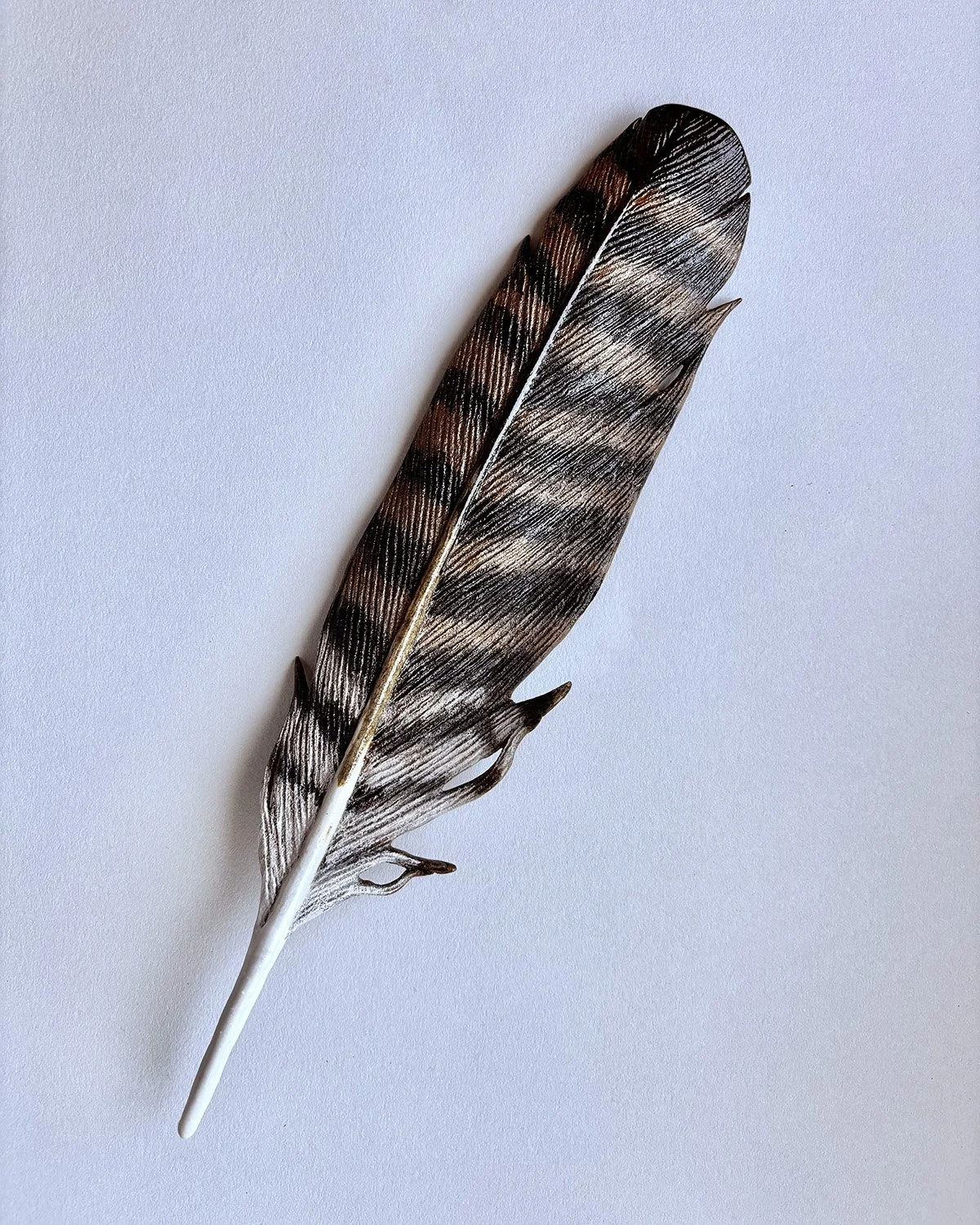 Sharp-shinned Hawk Bronze Feather
