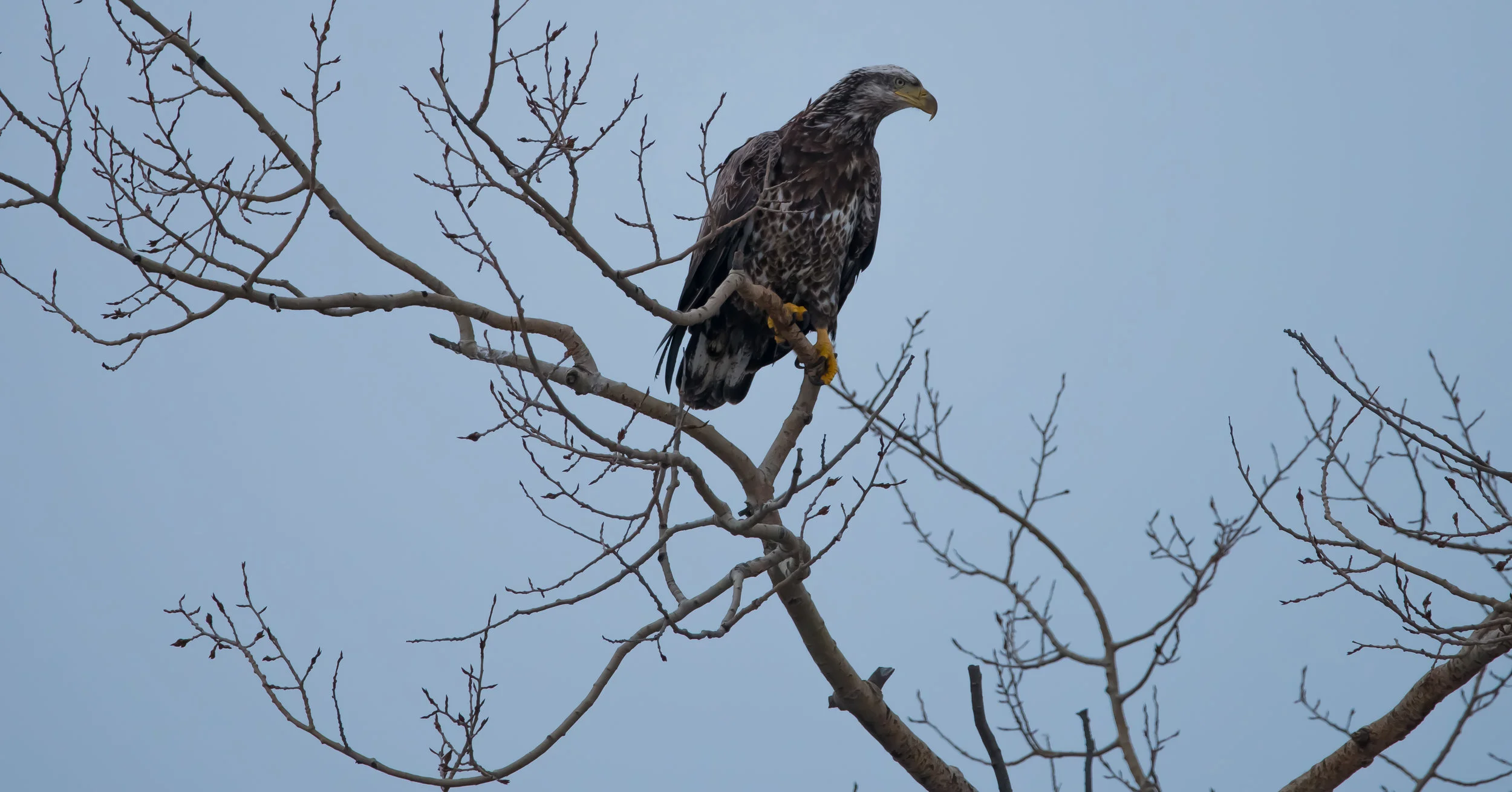 osprey bon  square .jpg