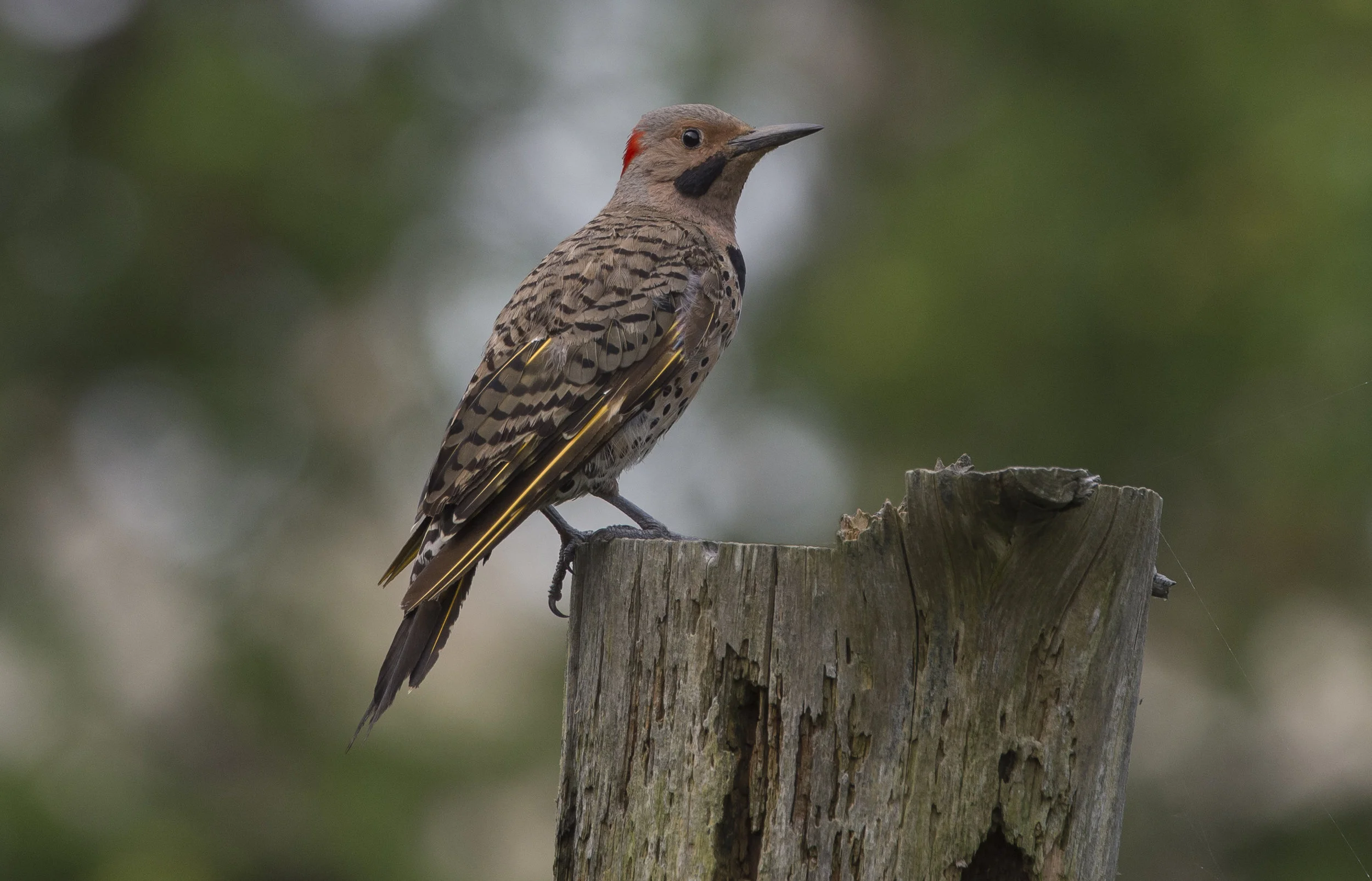 Northern flicker .jpg