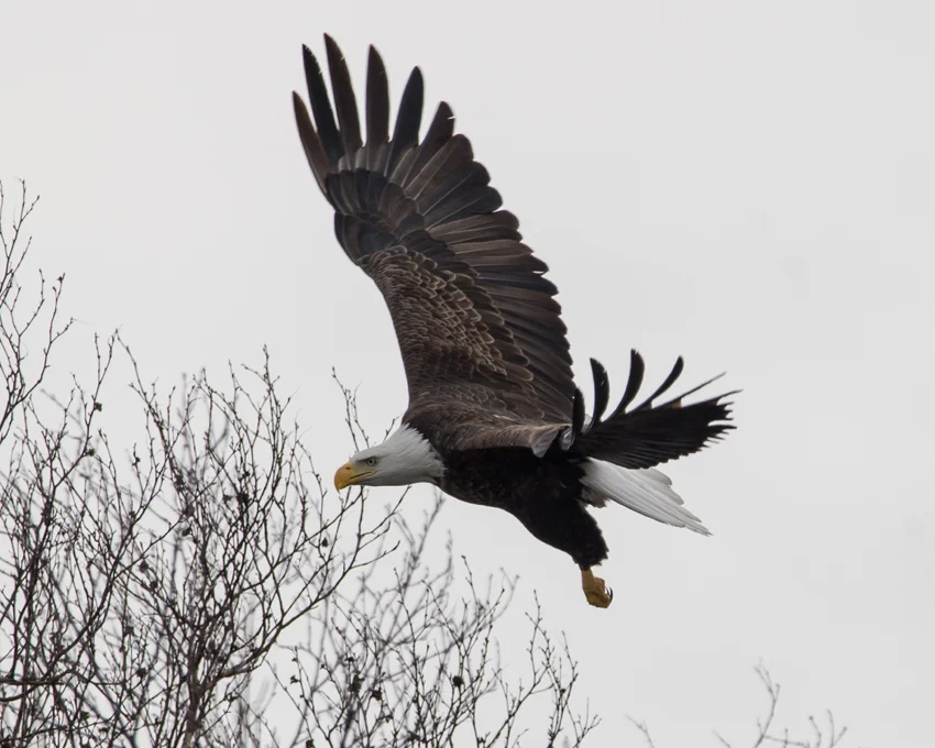 Eagle 3 Web .jpg