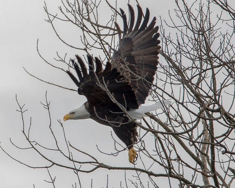 Eagle rsized Web .jpg