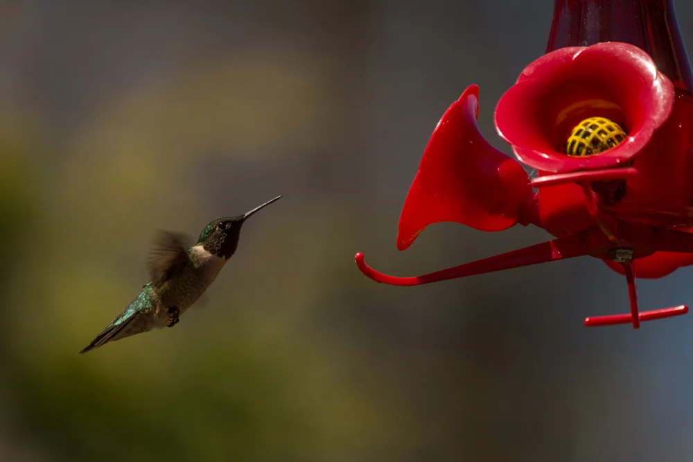 PSE 2 Hummingbird insta .jpg