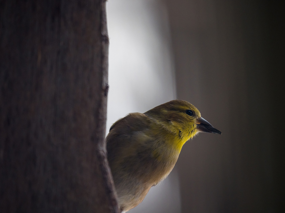 Yellow bird green resized .jpg