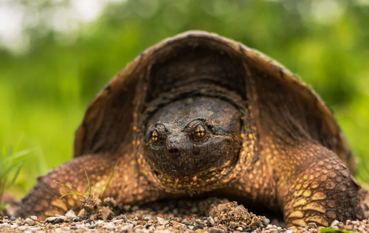 Tortue+ECUU+resized+2+Cu.jpg