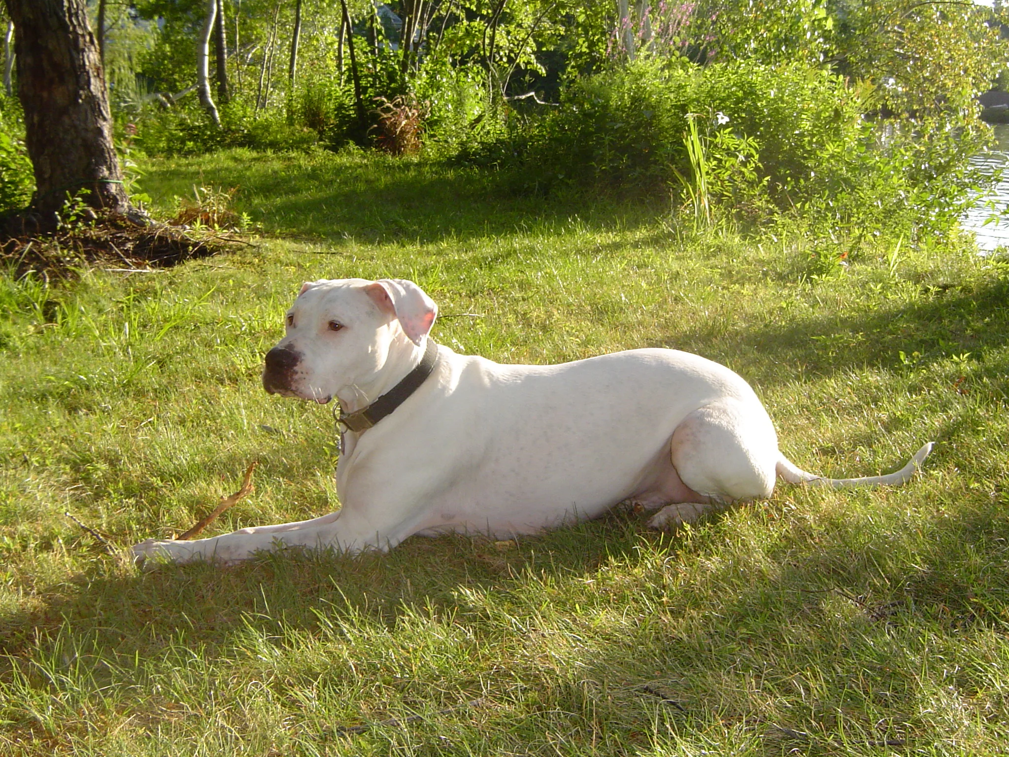 puppies August 2006 011.jpg