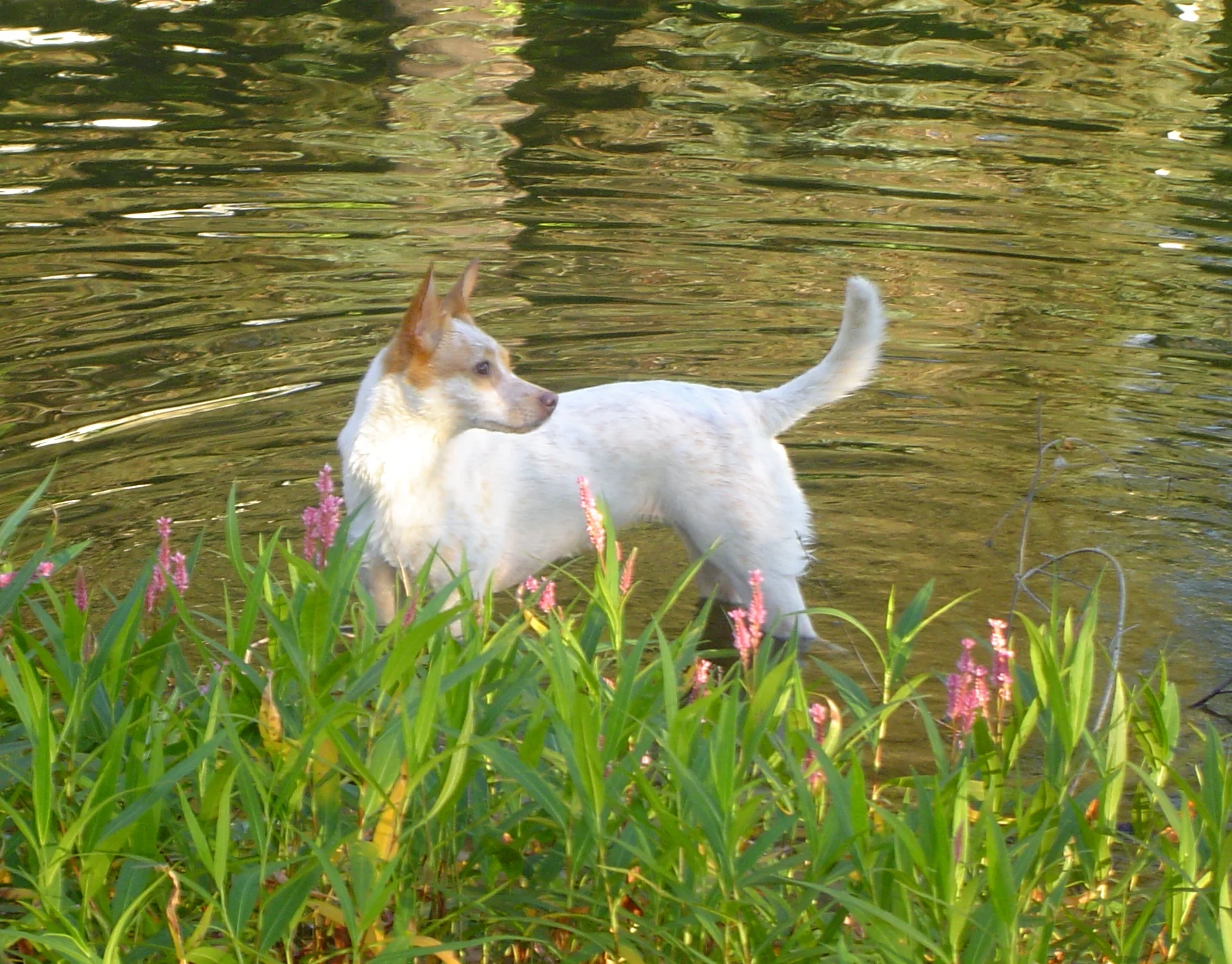 puppies August 2006 036.jpg