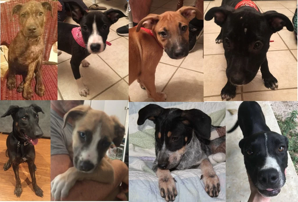 Successes — Chances - Dog Rescue and Relocation
