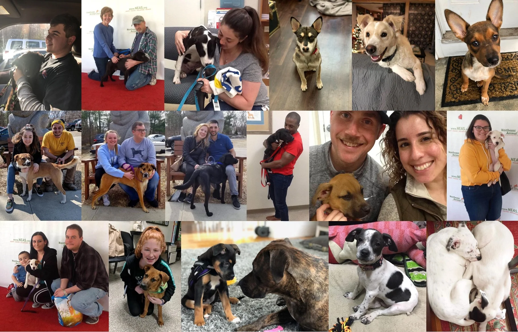 1st row: Poppy, Hooper (FKA, Sven), Elsa, Ferris, Koda (FKA Bruno), Kira (FKA Callie) 2nd row: Duke, Spunky, Midnight, Hans, Lucy, Lizzie 3rd row: Little Bit, Galina, Luna & Marley (FKA Sabrina & Newton), Bandit (FKA Tony), Wally & Patch (FKA Boone & Ranger)