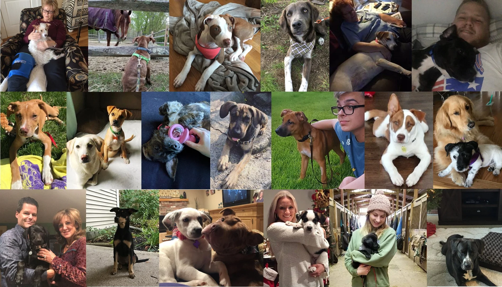 1st row: Gracie (FKA Dot), Peanut (FKA Marley), Perry (FKA Patches), Greyson, Hayley, Wesson (FKA Legume) 2nd row: Hazel, Teddy (FKA Buddy), Sophie (FKA Sia), Moose (FKA Bruiser), Dio (FKA Robin), Cooper (FKA Apache), Tallulah (FKA Anna) 3rd row: Bowie, Kona (FKA DiDi), Millie (FKA Dottie), Ollie, Link (FKA Cole), Toby