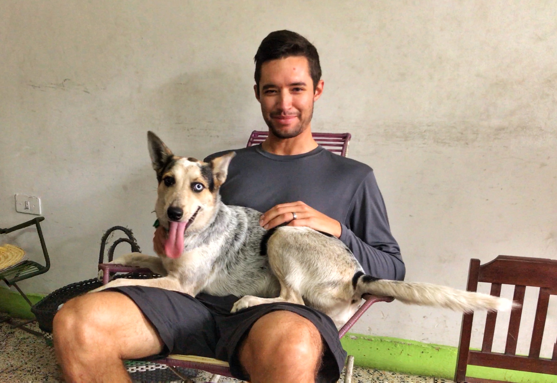 Lap dog Nysha