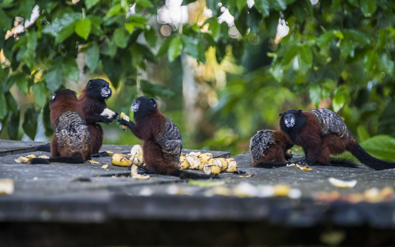 Wild Tamarins coming out of the jungle for some banana.