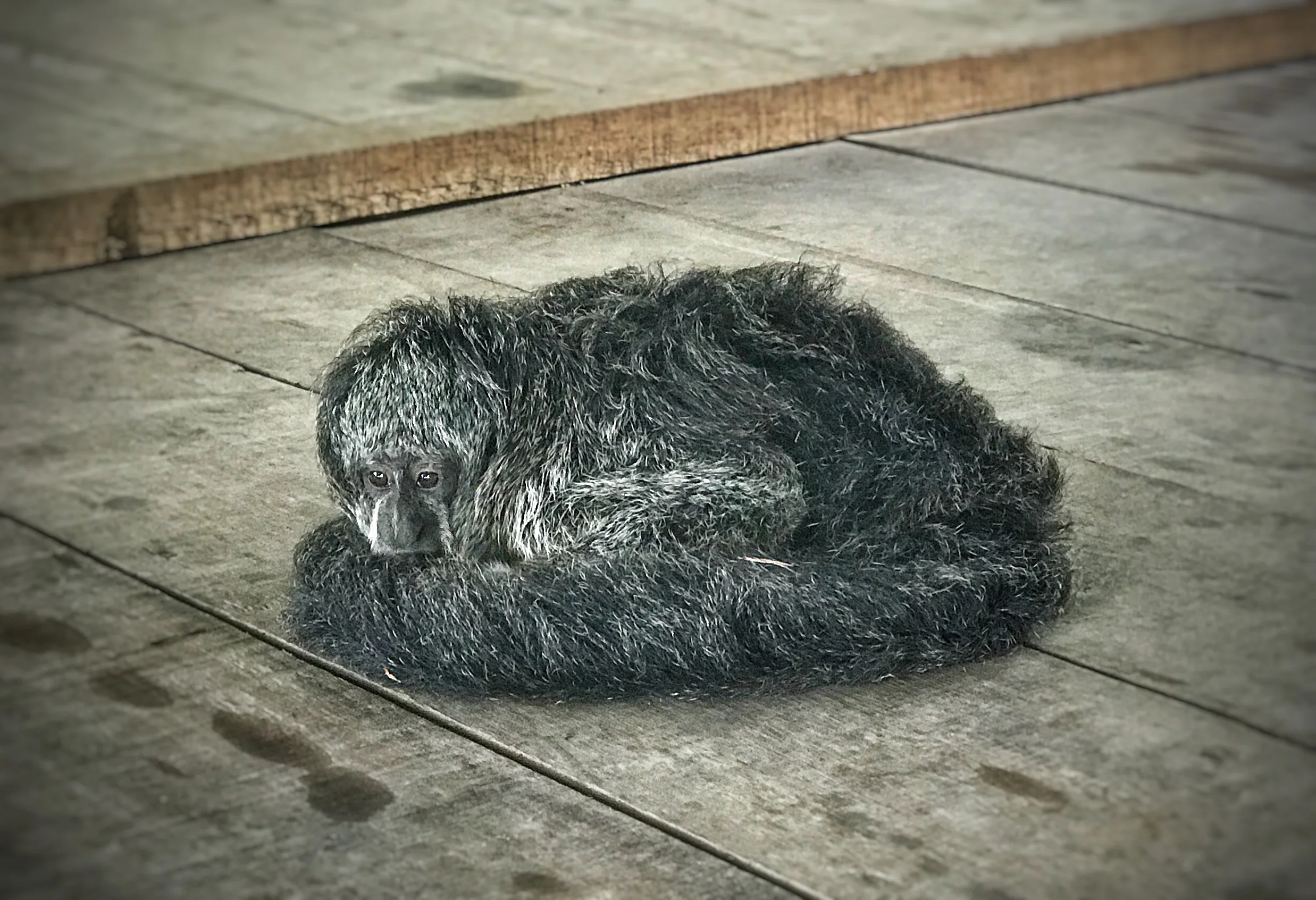 Pioho, a Saki monkey.