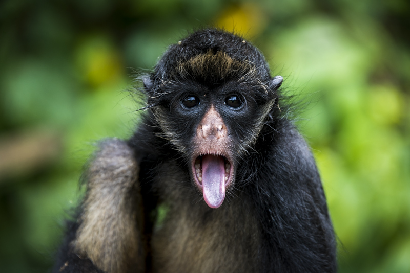 A Spider monkey.