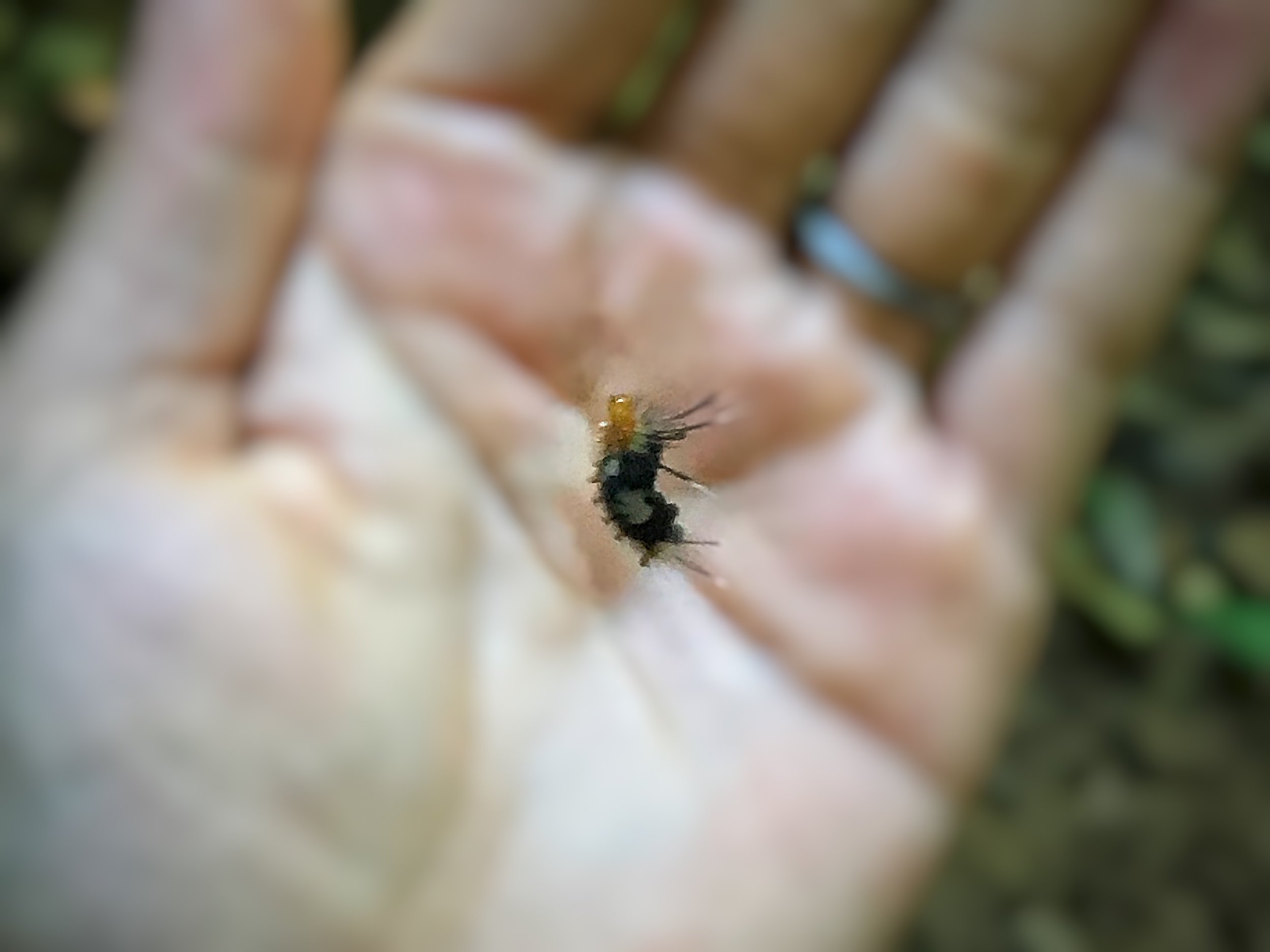 The little caterpillar messenger.